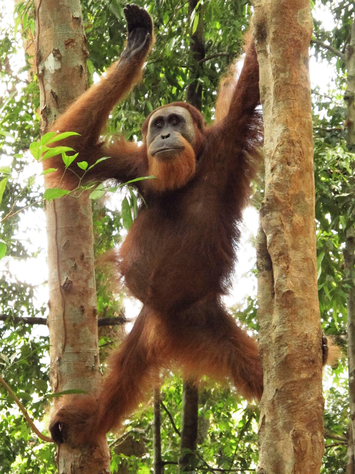 Orangutan Sumatra