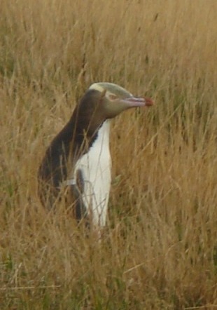 Yellow eyed penguin