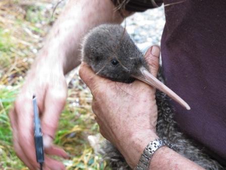 Midiendo el pico de un kiwi