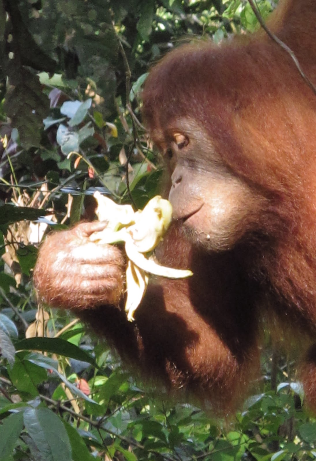 orangutan Sumatra