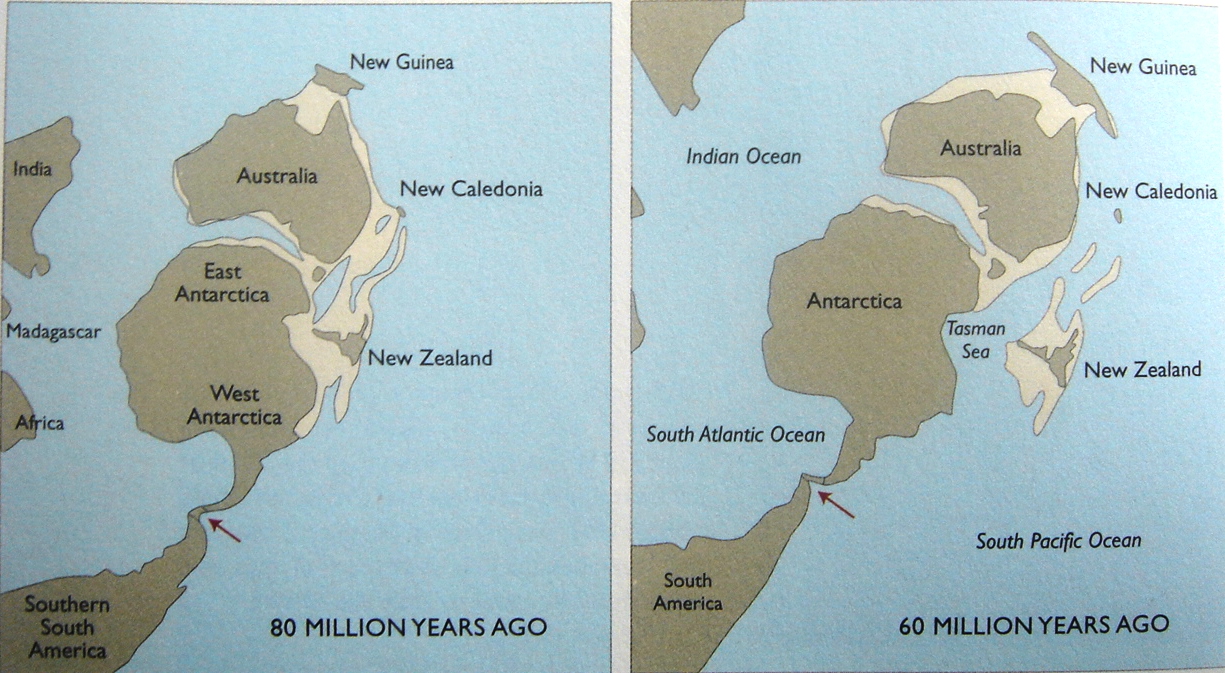 Division of Gondwana and New Zealand