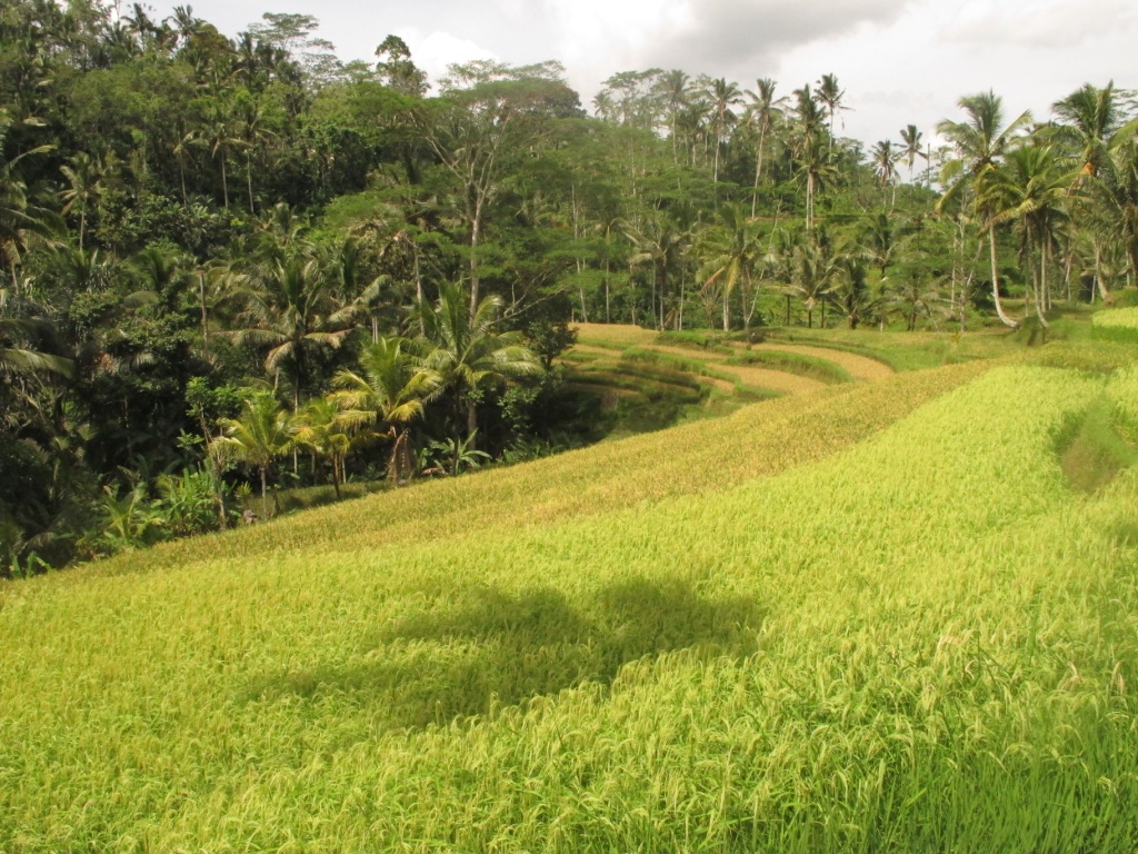 Field Rice Bali