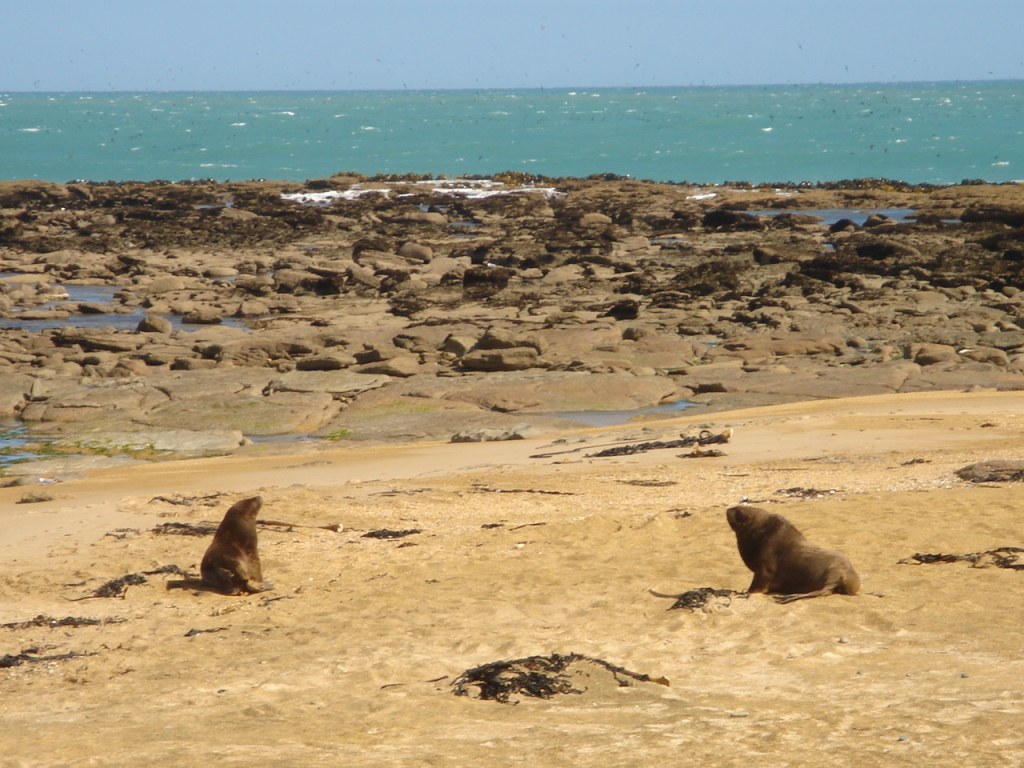 Leones marinos de Catlins