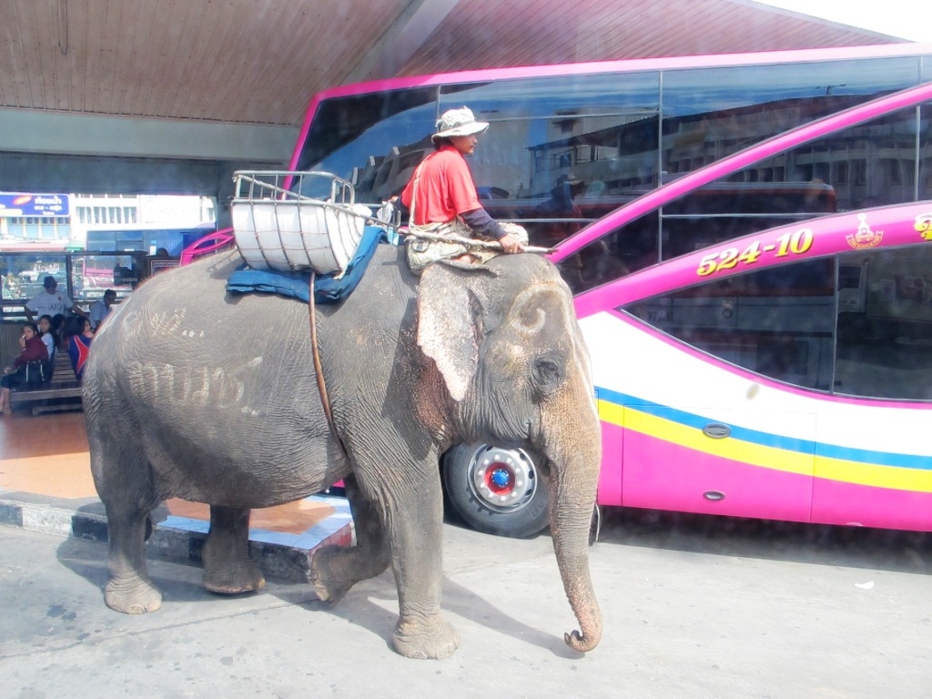 elefant parada bus