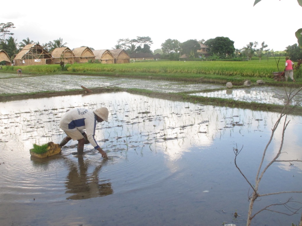 Bali rice