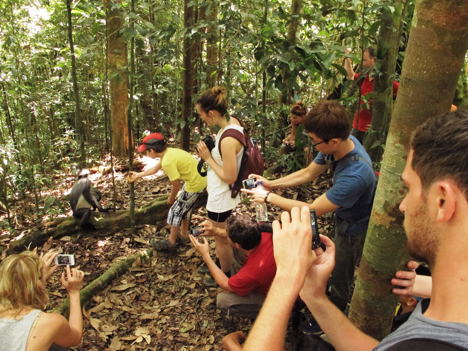 Tourist taking pictures of a monkey Sumatra