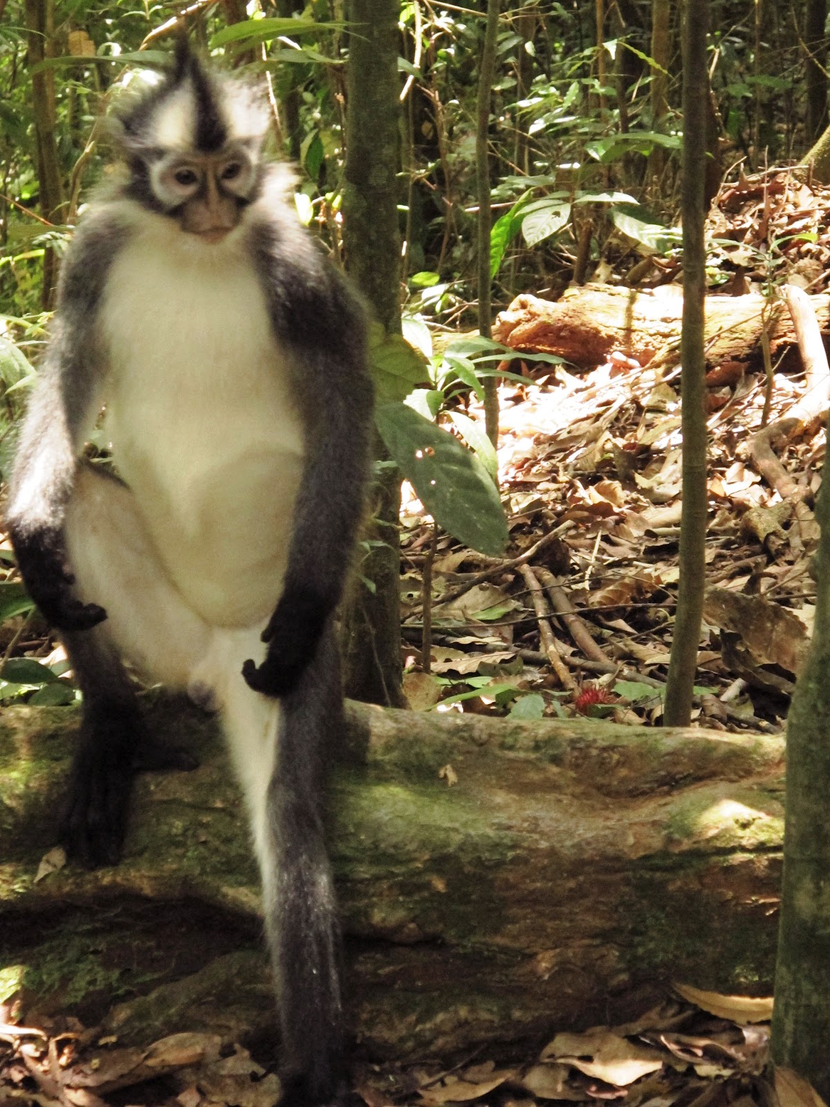  Thomas leaf monkey Sumatra