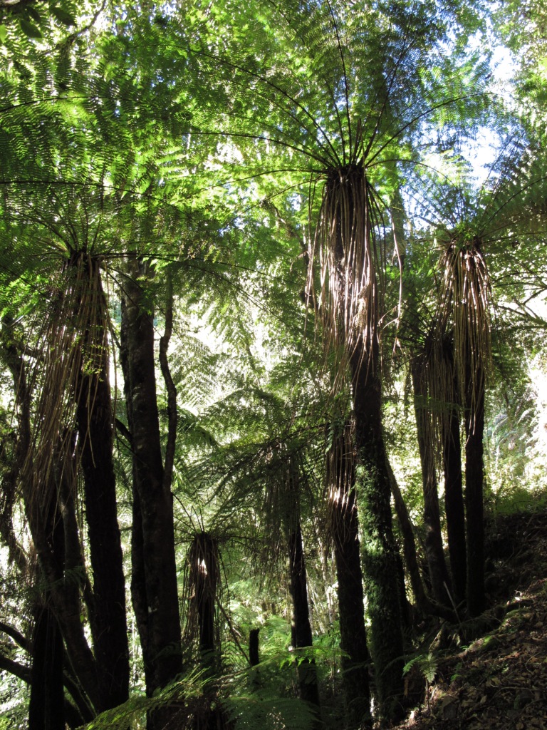 Helechos giganes Costa Oeste