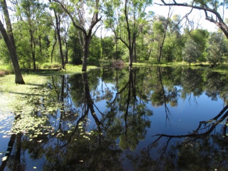 Queensland wet forest