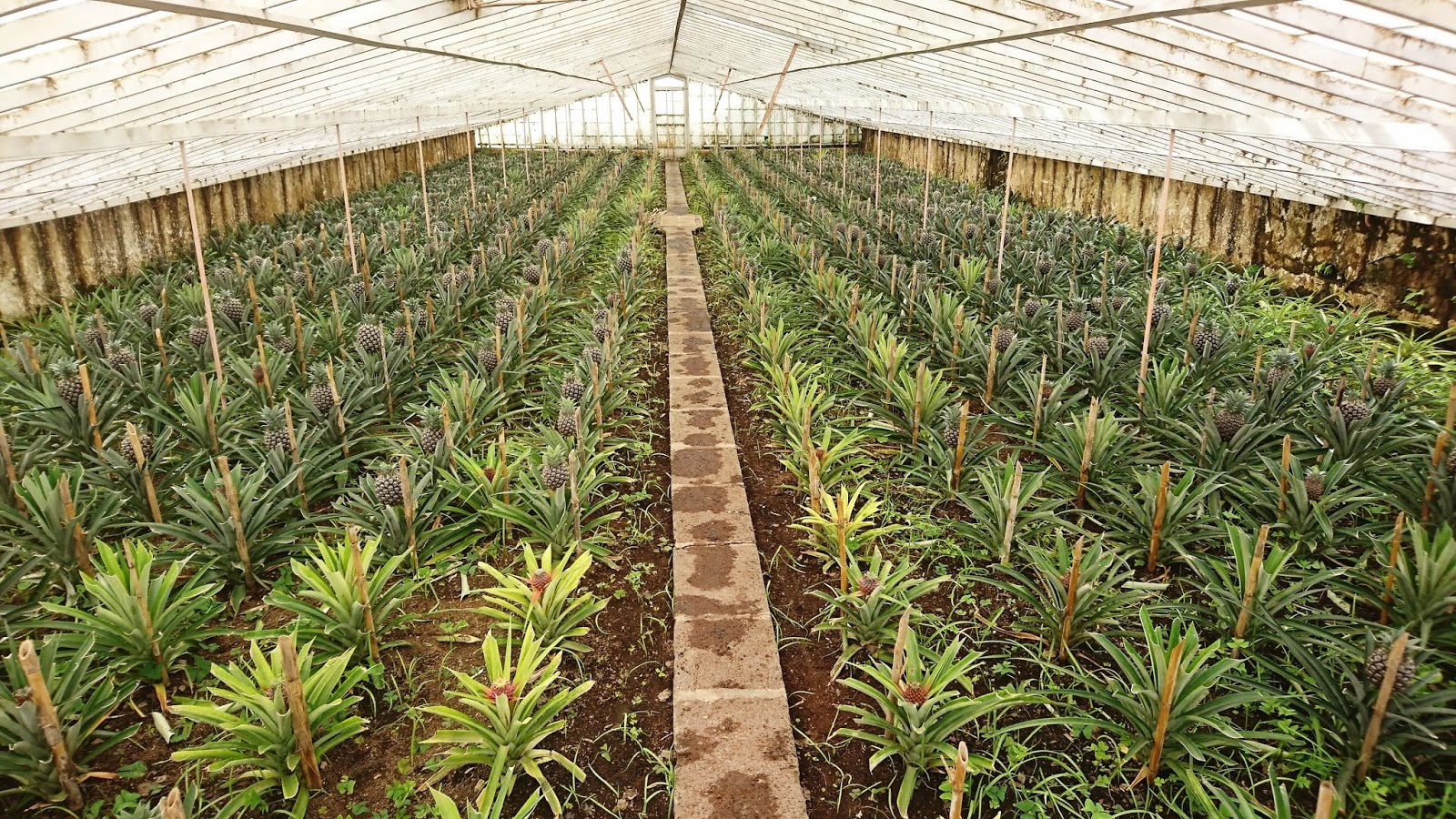 Pineapple production