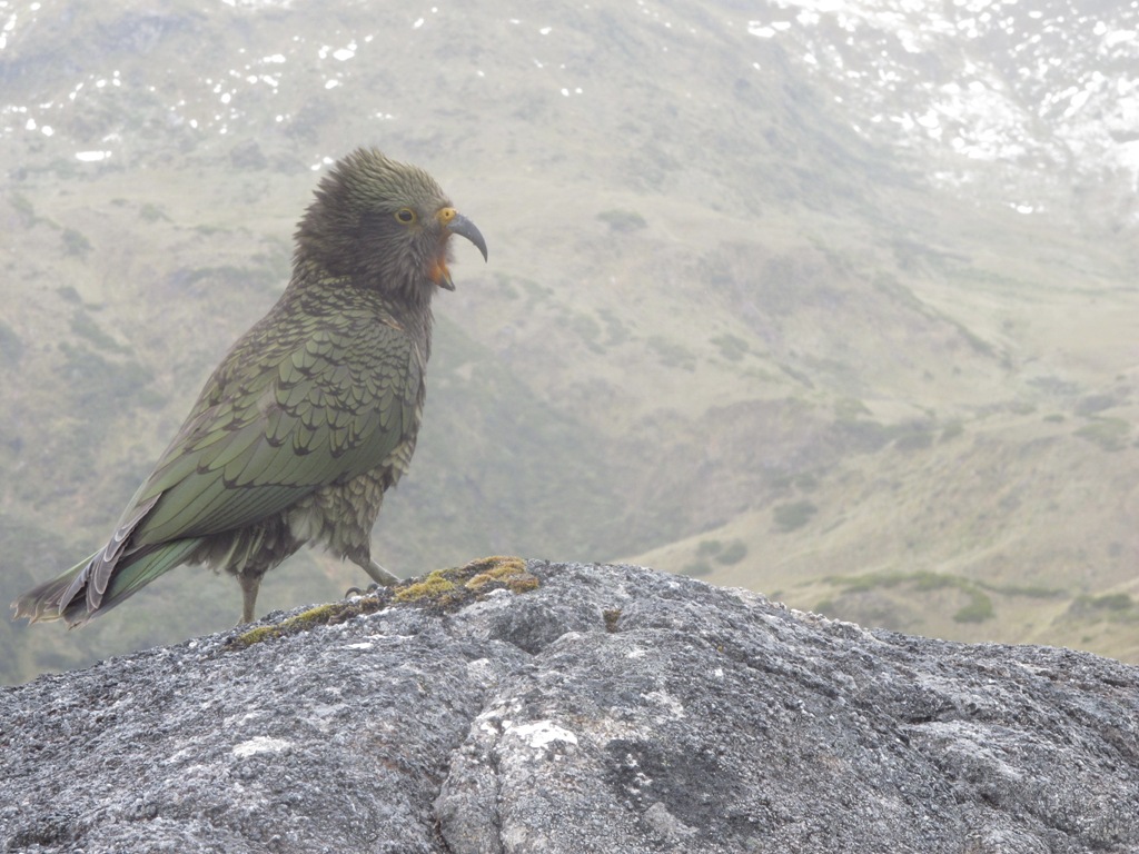 Kea