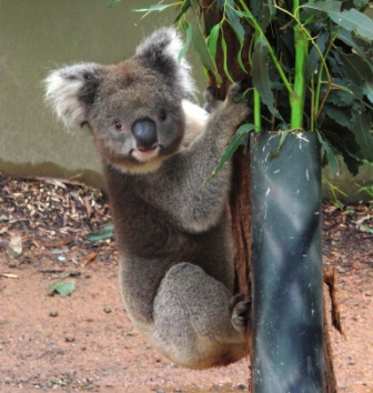 Koala Healsville Sanctuary
