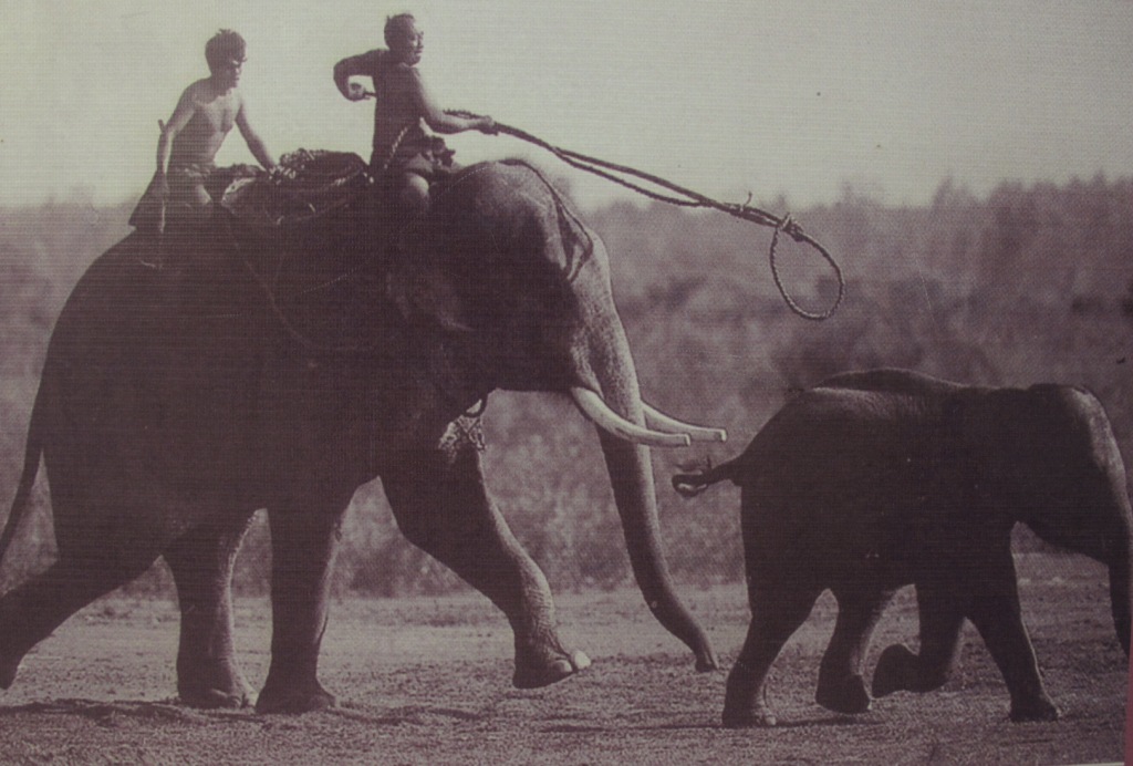 Mahouts Tailandia