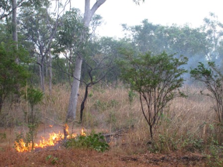 Forest burning Austràlia