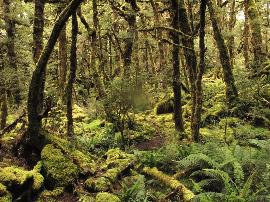 Bosque en Fiordland