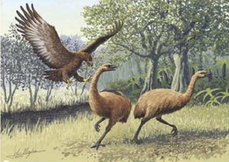 Moa and Haast Eagle