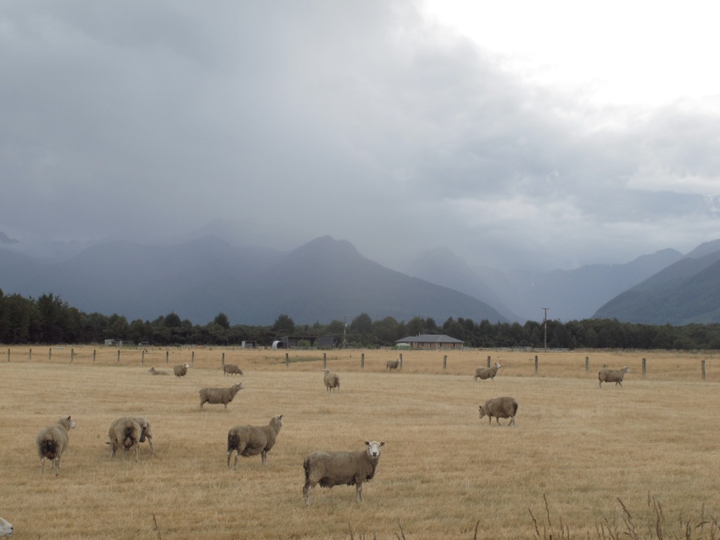 Ovejas en Fiordland