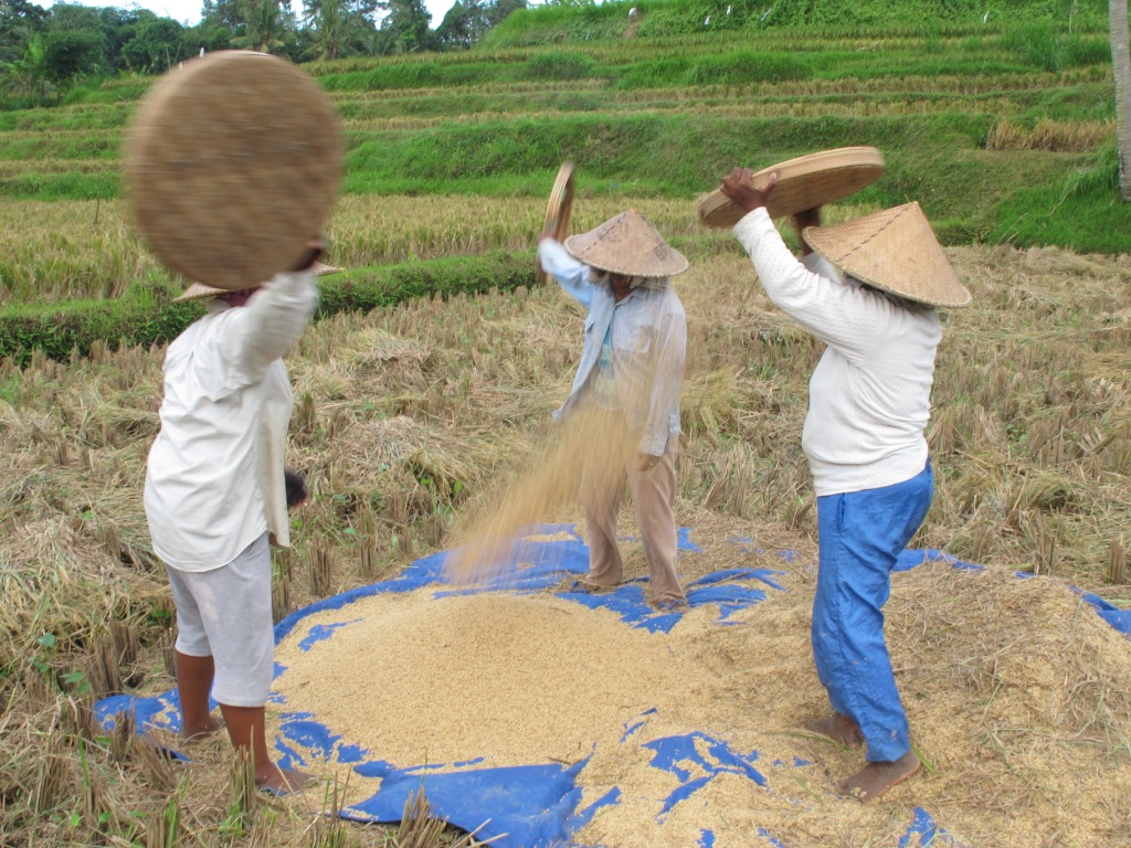 Workers Bali Rice