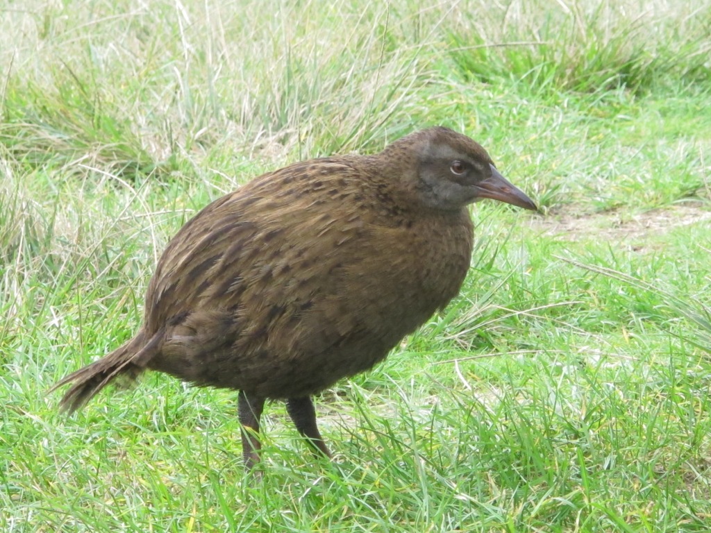 Weka