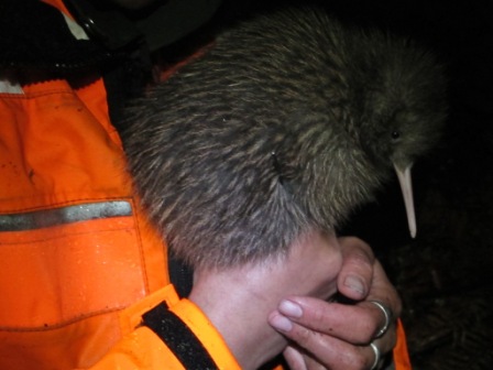 kiwi pequeño antes de ser liberado