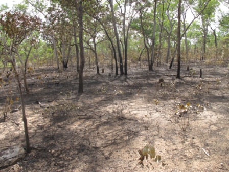 Burnt forest australia
