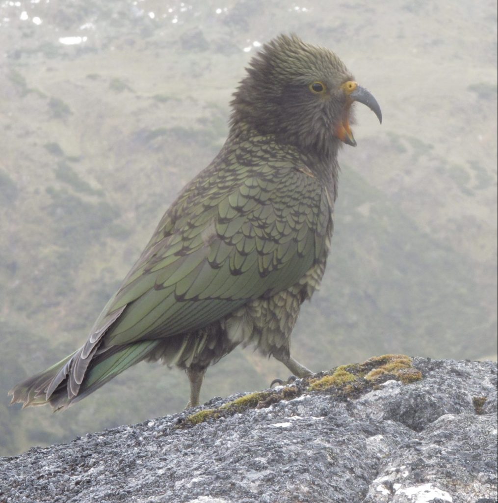 Kea alpine parrot