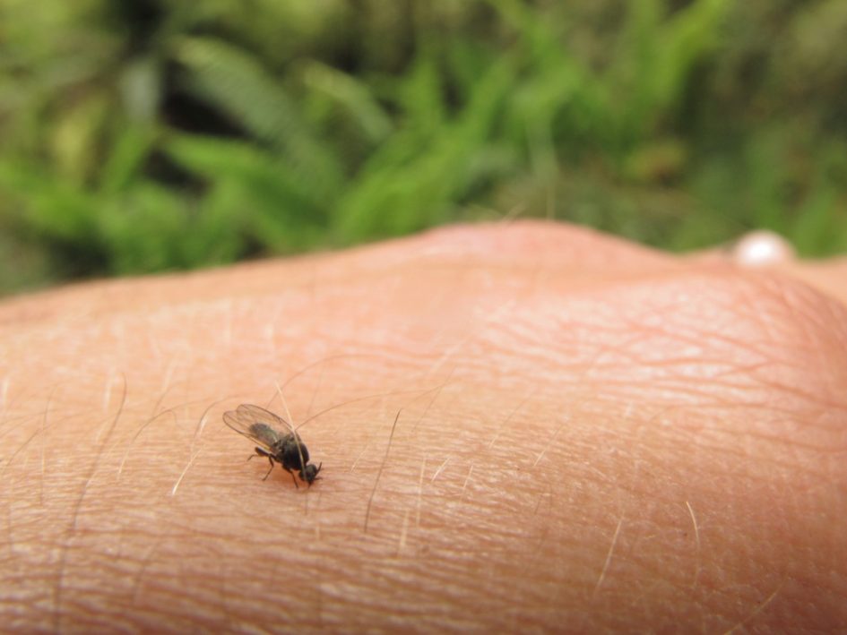 sandflies new zealand